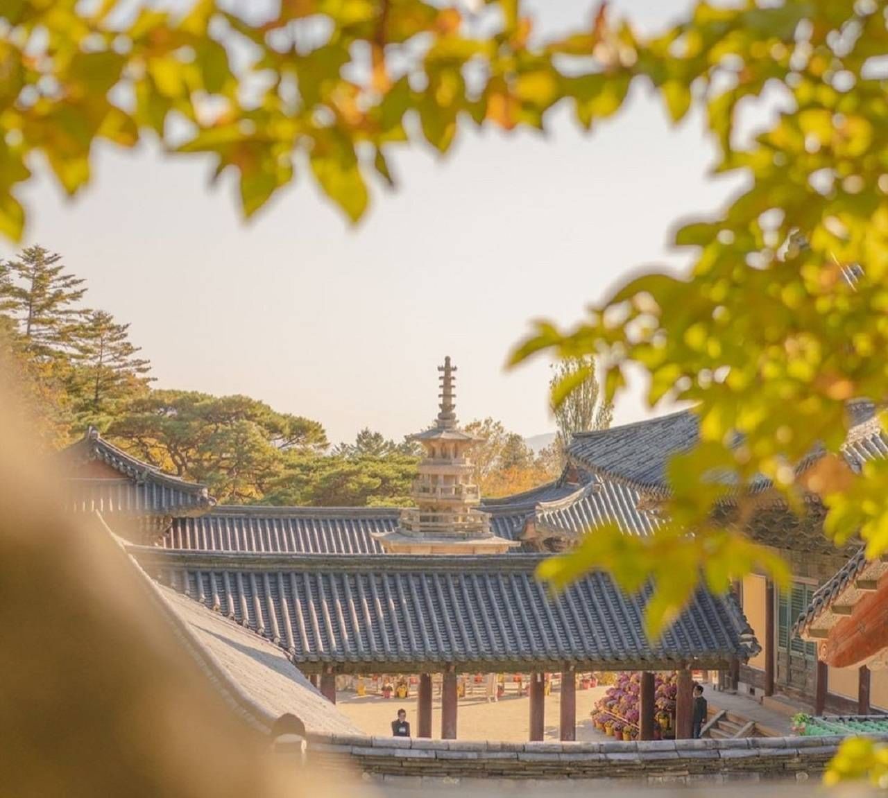 Colorful fall foliage around the traditional buildings of Bulguksa Temple.