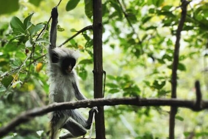 Zanzibar Jozani Forest, Kuza Cave and Blue Lagoon with Starfishes