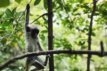 Zanzibar Jozani Forest, Salaam Cave and The Rock Restaurant