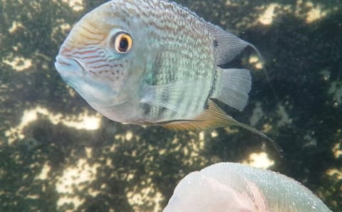 Explore Amazon Biodiversity at INPA and MUSA in Manaus