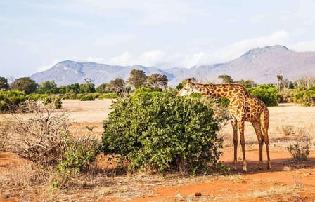 Full Day Private Tour to Tsavo East Park from Mombasa