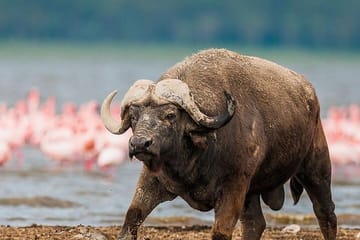 Samburu National Reserve and Lake Nakuru 4-Day Safari