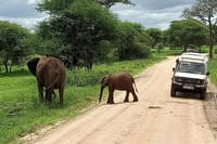 Elephant and Baby
