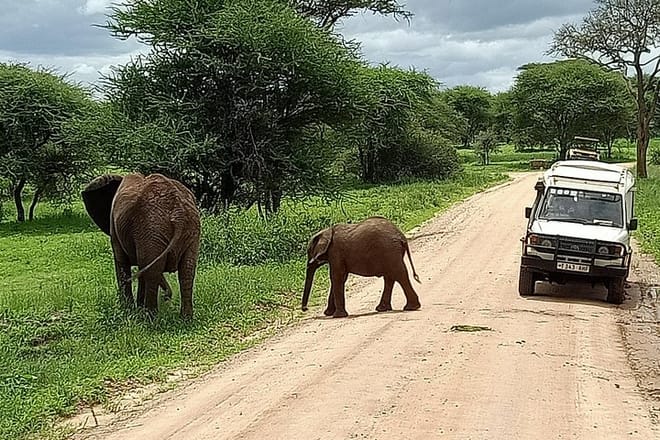 Elephant and Baby