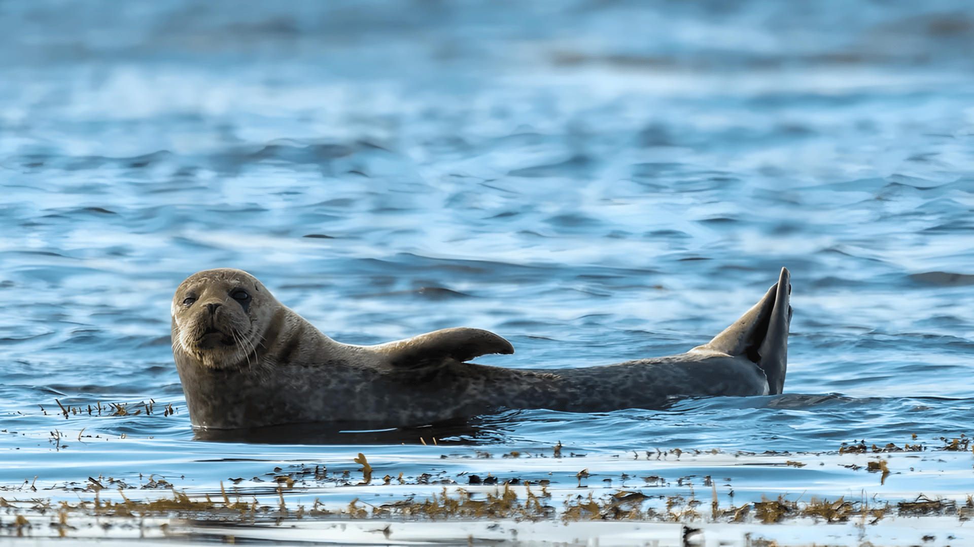 A seal lounging in the water
