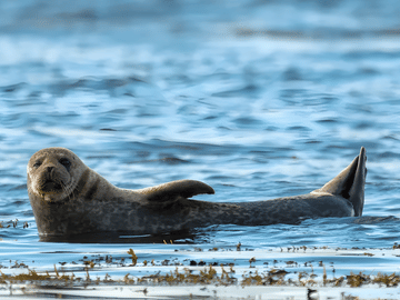 Visit Ytri Tunga, a golden-sand beach known for its colony of friendly seals