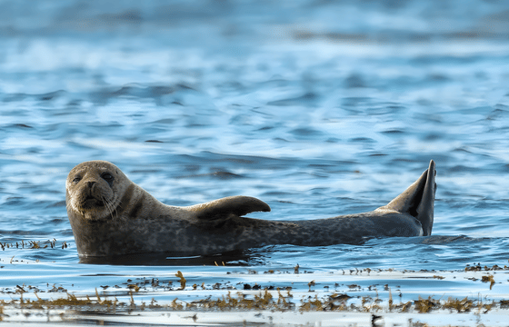 Private Bespoke Snaefellsnes Peninsula Tour from Grundarfjörður
