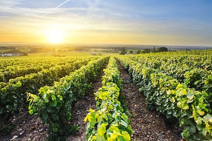 Private Transfer San Antonio Pier to Airport with Vineyard Lunch