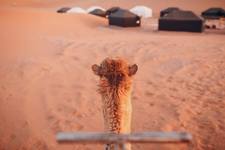 Sharm El Sheikh Buggy, Camel Ride, Bedouin Dinner & Stargazing Adventure