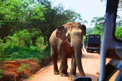 Yala Safari Tour from Nuwara Eliya