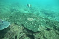 Snorkeling in Unawatuna 8