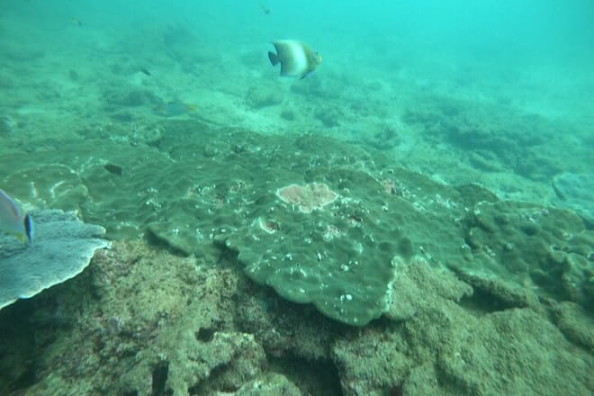 Snorkeling in Unawatuna 8