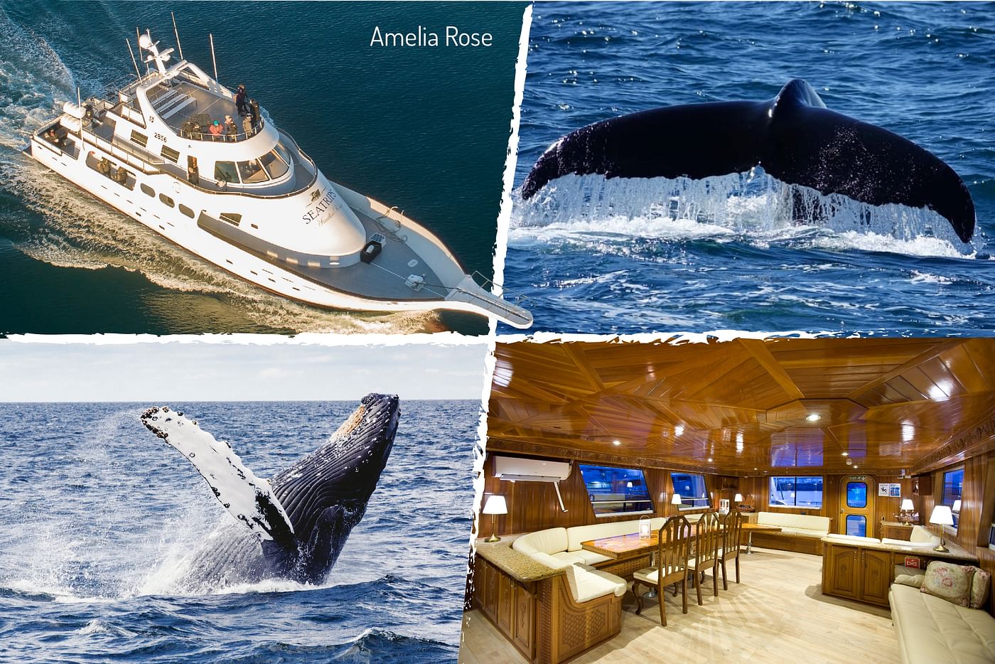 Whale Watching Adventure from Reykjavík on the Luxurious Amelia Rose