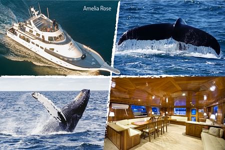 Whale Watching Adventure from Reykjavík on the Luxurious Amelia Rose