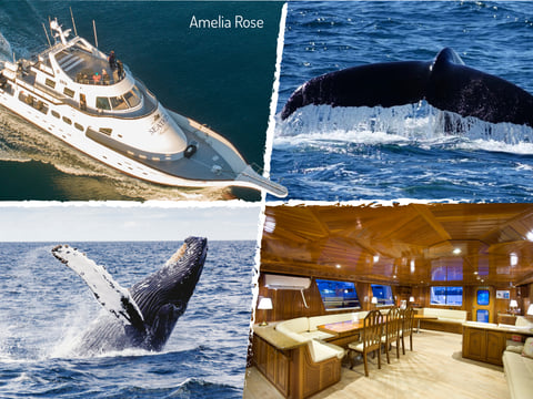 Whale Watching Cruise from Reykjavík