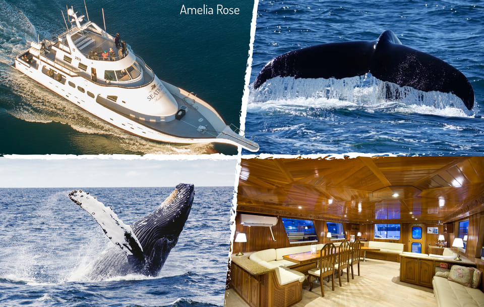 Whale Watching Cruise in Reykjavík's Coastal Waters