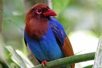 Sinharaja Rain Forest Tour from Colombo 8