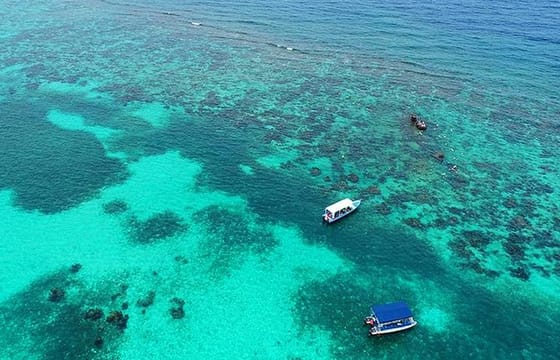 Roatan North Side Mangroves, Starfish & Shipwreck Snorkeling
