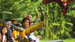 Feathers and Tranquility: Exploring Bali Bird Park and Ubud