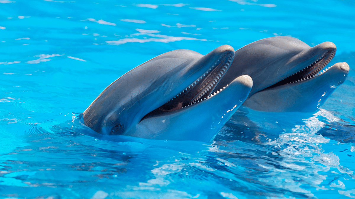 Dolphin Show & Swimming in Hurghada