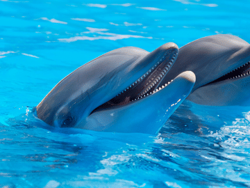 Dolphin Show and Swimming Experience in Hurghada