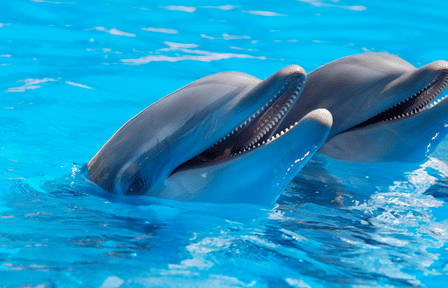 Dolphin Show and Swimming Experience in Hurghada