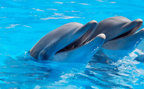 Dolphin Show and Swimming Experience in Hurghada