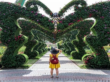 Butterfly in Miracle Garden