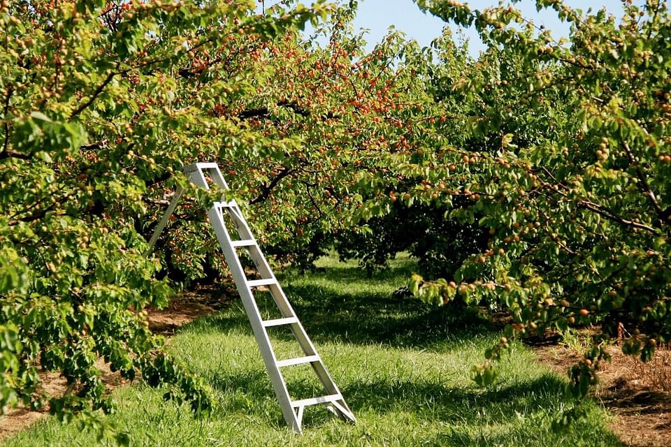 Cherry Picking & Waterfall Adventure Tour from Toronto to Hamilton