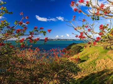 Duder Regional Park Full-Day Walking Tour in Clevedon
