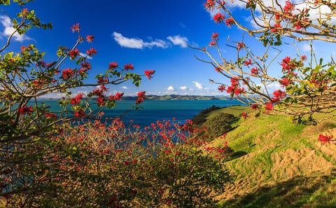 Duder Regional Park Full-Day Walking Tour in Clevedon