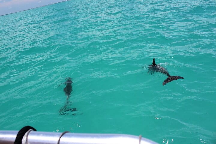 Key West Tours from Miami: Dolphin Discovery, Snorkeling & More ! 5