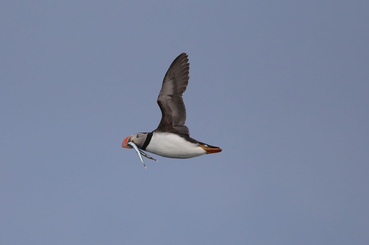 Whale Watching and Puffin Tour: Explore Iceland's Wildlife from Old Harbour in Downtown Reykjavik