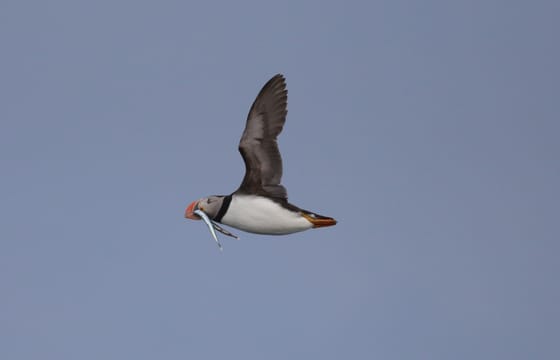 Whale Watching and Puffin Tour: Explore Iceland’s Wildlife from Old Harbour in Downtown Reykjavik