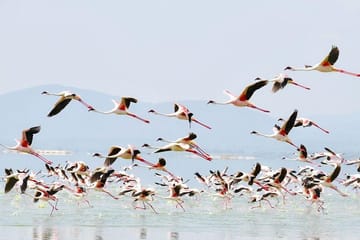 2-Day Lake Nakuru Safari for Flamingos and Rhinos