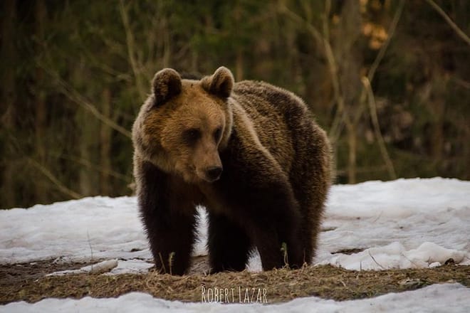 Bear watching in the Land of Volcanoes photo 5