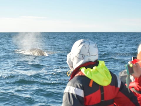 Reykjavík Sea Horse, photo 5