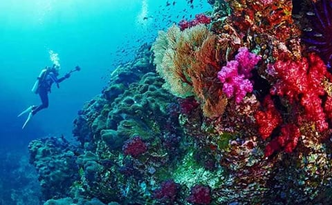 Snorkeling Day Trip to White Island and Ras Mohamed from Sharm