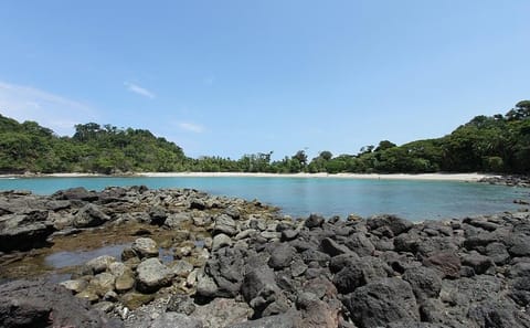Guided Nature Walk in Manuel Antonio National Park