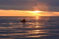 Reykjavík Premium Whales in the Midnight Sun 4