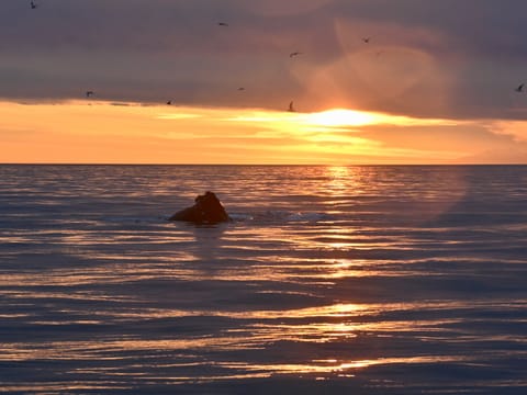 Reykjavík Premium Whales in the Midnight Sun, photo 5