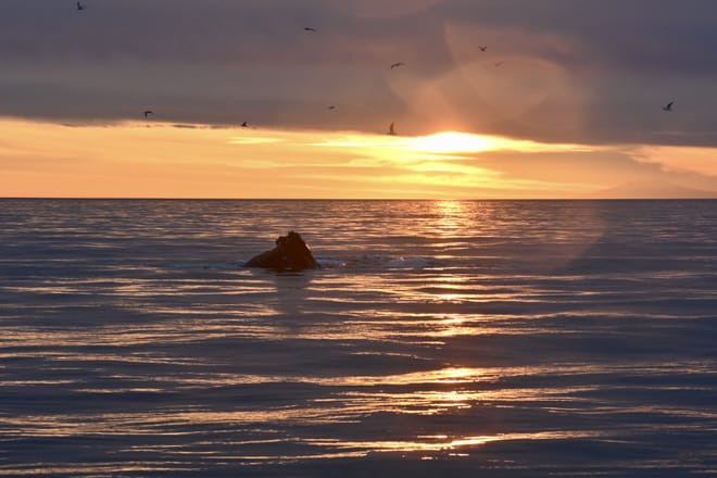 Reykjavík Premium Whales in the Midnight Sun photo 4