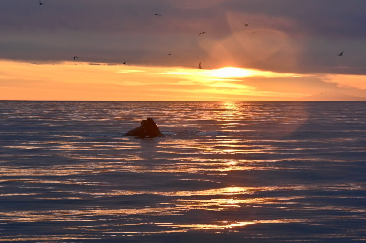 Reykjavík Premium Whales in the Midnight Sun 4