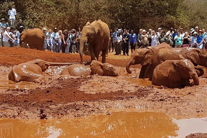 David Sheldrick Elephant Orphanage