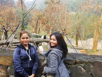 Chengdu Giant Panda Base half day tour