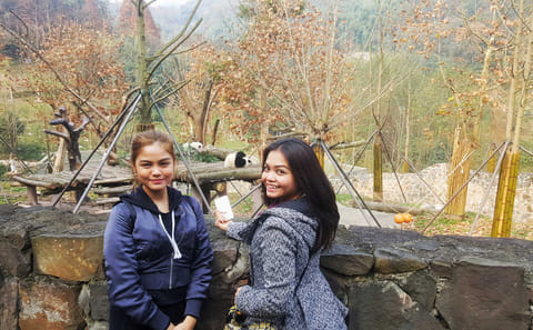 Chengdu Giant Panda Base half day tour