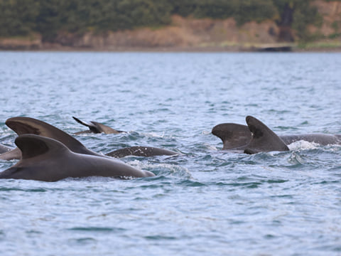 Akureyri Express Whales & Eyjafjord, photo 13