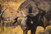 Hluhluwe Imfolozi Safari and DumaZulu Cultural Village Day Tour 5