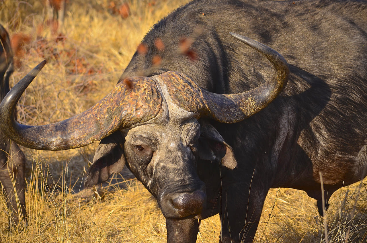Hluhluwe Imfolozi Safari and DumaZulu Cultural Village Day Tour 5