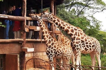 Nairobi Day Tour: Karen Blixen Museum, Elephant Orphanage & Giraffe Centre
